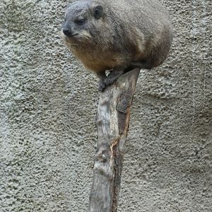 Rock Hyrax