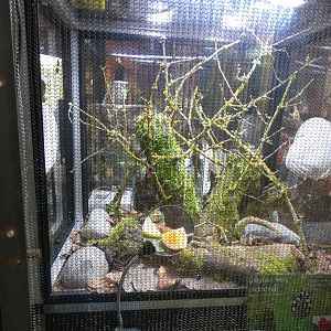 Question Mark Cockroach Enclosure