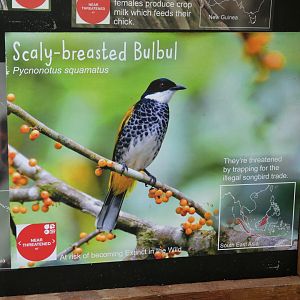 Scaly-breasted Bulbul Signage