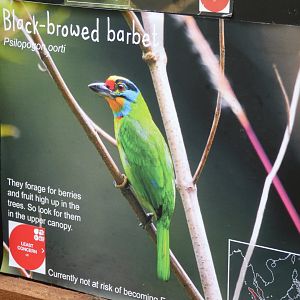 Black-browed Barbet Signage