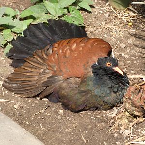 White-naped Pheasant Pigeon sun bathing