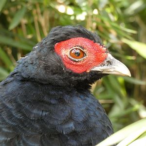 Salvadori's Pheasant