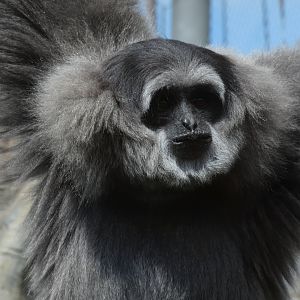 Moloch Gibbon