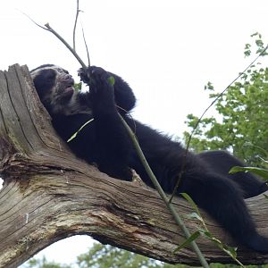 Madidi the Spectacled Bear