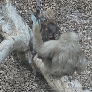1 year old Bornean Orang-utan & Lar Gibbon