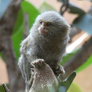Eastern Pygmy Marmoset