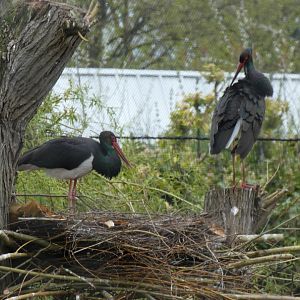 Black Stork in Wetlands Aviary