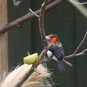 Brown-breasted Barbet