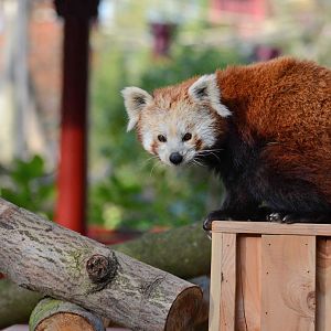 Red Panda