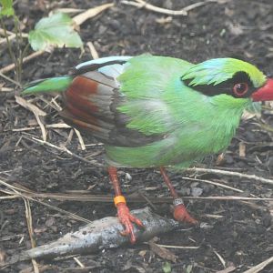 Javan Green Magpie eating a fish