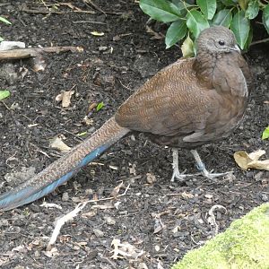 Bronze-tailed Peacock-Pheasant