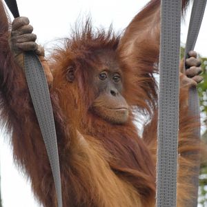Young female Sumatran Orang-utan 'Tuti'