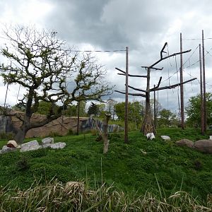 Sumatran Orang-utan Outdoor Enclosure