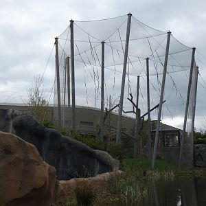 Netted Sumatran Orangutan Enclosure (Currently home to Moloch Gibbon)