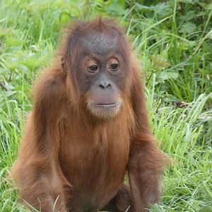 'Tripa', Sumatran Orang-utan