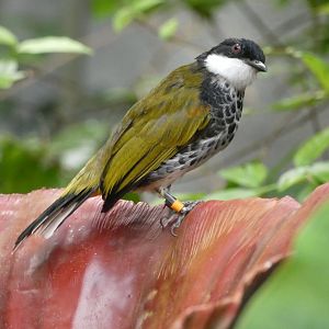 Scaly-breasted Bulbul in Monsoon Forest