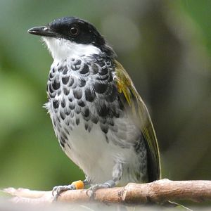 Scaly-breasted Bulbul