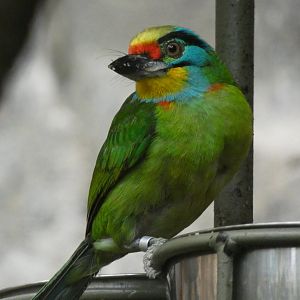 Black-browed Barbet