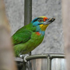 Black-browed Barbet in Monsoon Forest