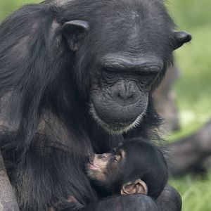 Chimp mother & infant