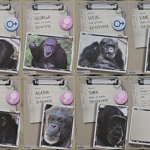 Chimpanzee identification labelling