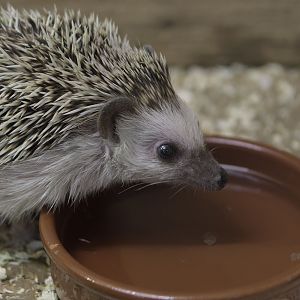 African pygmy hedgehog