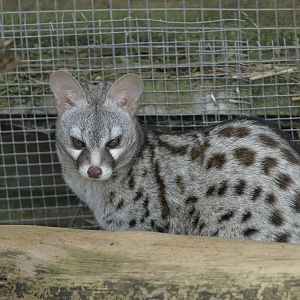 Pardine genet