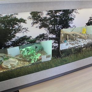 Giftshop Exhibits (Milk Snake + Chimpmunk)