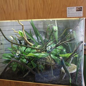 Green Tree Frog and Tiger Salalmander Terrarium (only amphibians in the zoo)