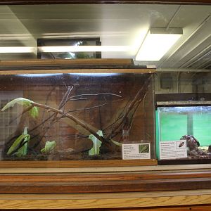 Vietnamese Stick Inscect + Madagascar Hissing Cockroach Terrariums - Discovery Barn