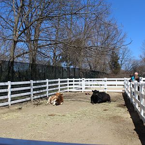 Cow Pen - Discovery Barn