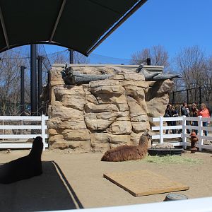 Llama Pen - Discovery Barn
