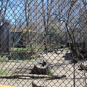 Coyote Exhibit - Wilds of Illinois