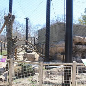 Bobcat Exhibit - Wilds of Illinois