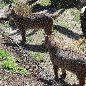 Bobcat Pair - Wilds of Illinois