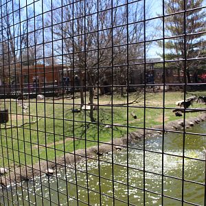 White-tailed Deer + Sandhill Crane + Turkey Vulture Exhibit - Wilds of Illinois
