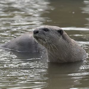 Smooth otter