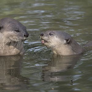 Smooth otters