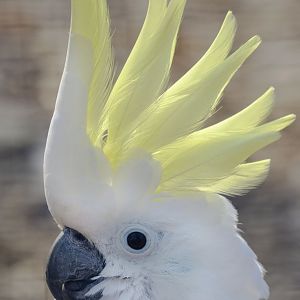 Eleonora cockatoo