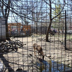 White-tailed Deer + Sandhill Crane + Turkey Vulture Exhibit - Wilds of Illinois