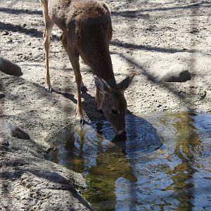 White-tailed Deer Getting a Drink - Wilds of Illinois