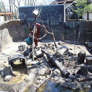 Raccoon Exhibit - Wilds of Illinois