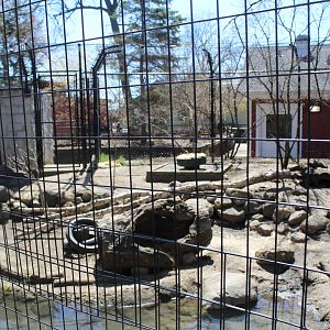Red Fox Exhibit - Wilds of Illinois