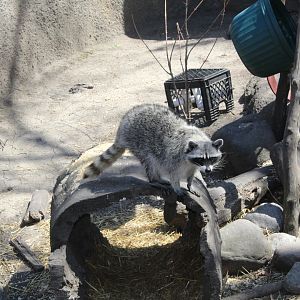 Raccoon on a Log - Wilds of Illinois