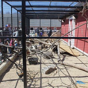 Chicken Coop - Animal Care Center