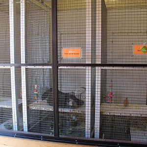 Rabbit Indoors - Animal Care Center