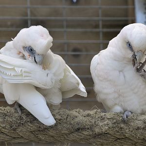 Bare-eyed cockatoo pair preening