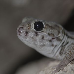 Wonder gecko