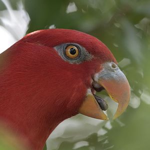 Yellow-backed chattering lory