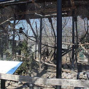 Red-tailed Hawk Avairy - Birds of Prey